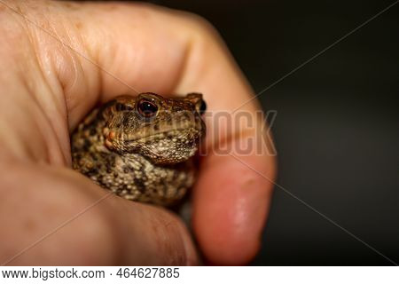 A Common Toad, Bufo Bufo Which Ventured Out Onto The Terrace In The Evening.