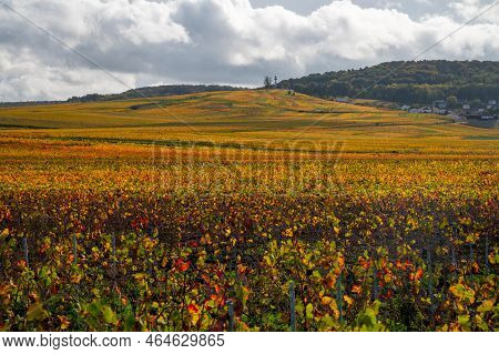 Autumn View On Colorful Grand Cru Champagne Vineyards Near Moulin De Verzenay, Pinot Noir Grape Plan
