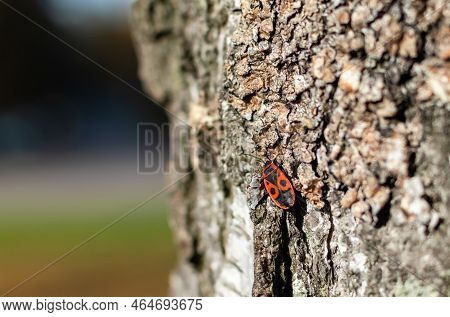 Red Beetle With Black Ornament On Bark Of Tree