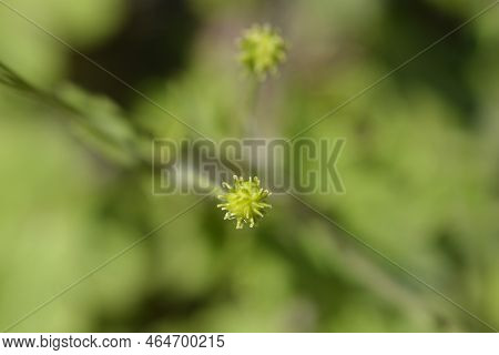 Wooly Buttercup Fruit In The Garden In Spring