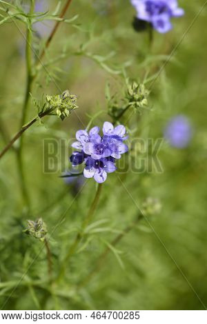 California Gilia Blue Flowers In The Garden