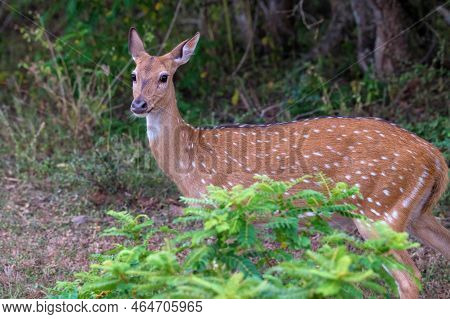Single Spotted Deer Or Axis In Wild