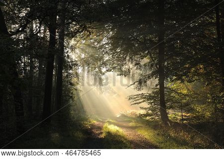 Road path autumn forest woods Nature trees sunset landscape Nature landscape Nature landscape landscape Nature background Nature landscape Nature background landscape Nature background Nature landscape Nature background Nature landscape Nature background.