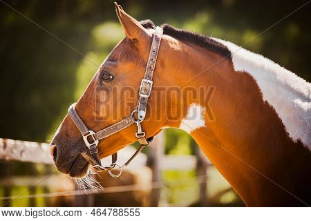Portrait Of A Beautiful Piebald Horse Standing On A Farm In A Paddock On A Summer Day. Agriculture A