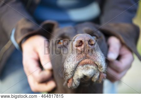 The Owner's Hands Are Stroking A Kurtshaar Dog.