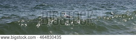 Horizontal View Of Two Seagulls Floating In The Atlantic Ocean Off The Coast Of Long Island New York