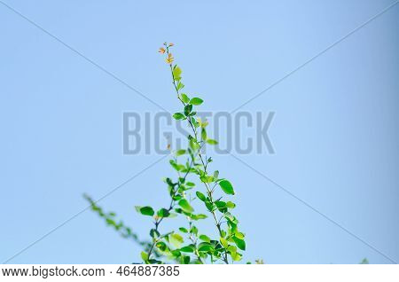 Pithecellobium Dulce Roxb Benth,madras Thorn, Manila Tamarind, Fabaceae Plant And Sky Background