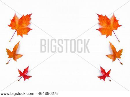 Background Of Yellow Maple Leaves With Space For Text On A White Background. Autumn Leaf Background.