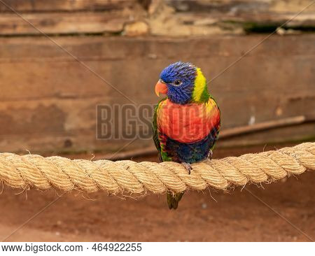 Parrot Lori - Loriinae - Sits On A Branch  In An Aviary For Parrots In Gan Guru Kangaroo Park In Kib