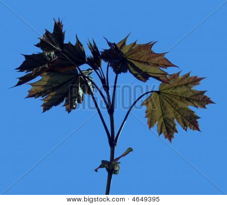 Maple Leafs