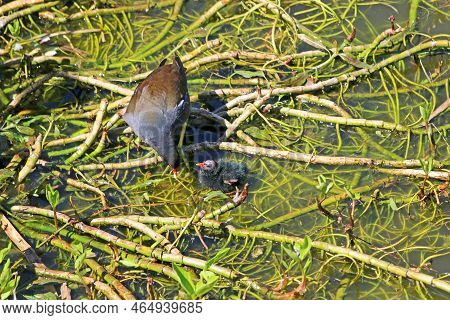 Moorhen Feeding Her Chicks Standing On Waterweed