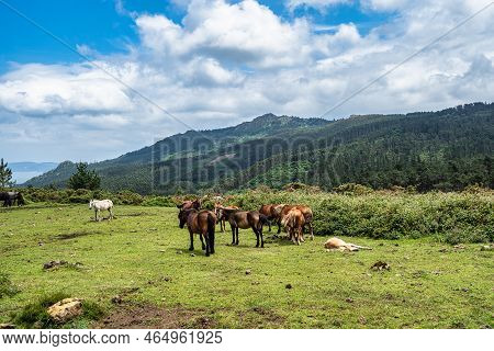 Wild Horses Along The Road To San Andres De Teixido, A Coruna Province, Galicia, Spain. Ruta De La M