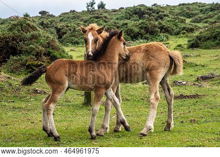 Wild Horses Eating Grass At San Andres De Teixido In Galicia, Spain, Europe