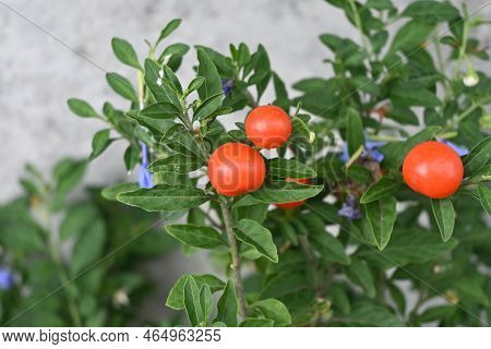 Jerusalem Cherry Berries. Solanaceae Evergreen Shrub. White Flowers Bloom In Summer, And Berries Rip