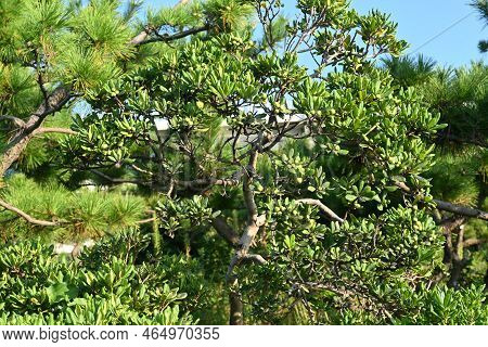 Japanese Cheesewood ( Pittosporum Tobira ) Berries. An Evergreen Shrub That Grows Near The Coast, It