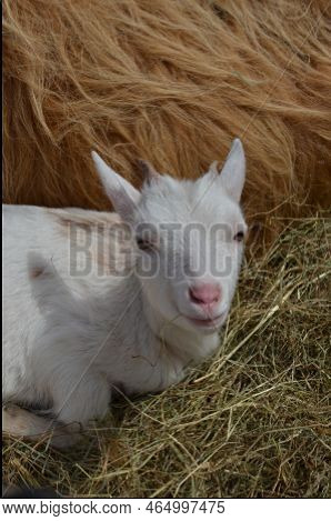 Young Goat In Barn With Hay Cute White