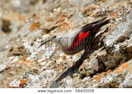 Wallcreeper (Tichodroma muraria) ในธรรมชาติ
