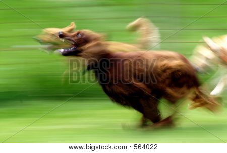 走っている犬