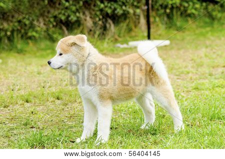Akita Inu