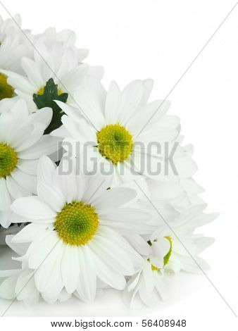 Beautiful white chrysanthemum isolated on white