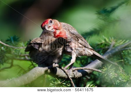 Male House Finch Feeding Its Young