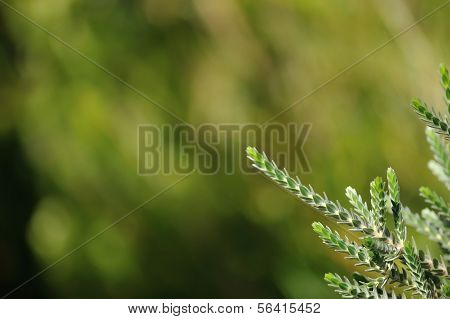 Regelia Velutina の葉