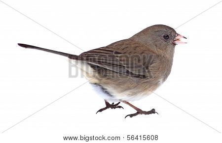 Eristetty tummasilmäinen Junco