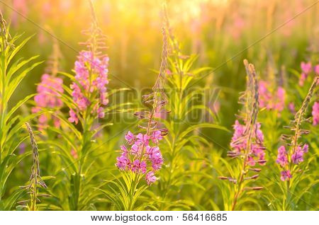 Chamerion Angustifolium blomster