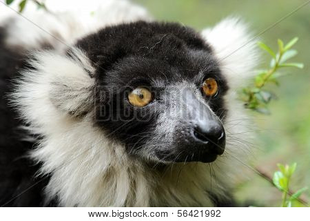 Vit krage Lemur