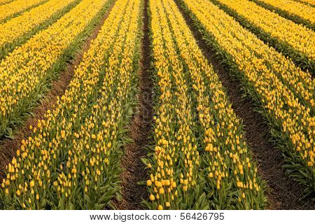Famous Dutch bulb fields with millions of tulips in Holland
