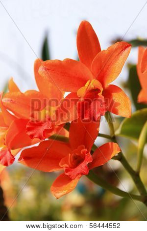 Cattleya arancione sotto la luce solare
