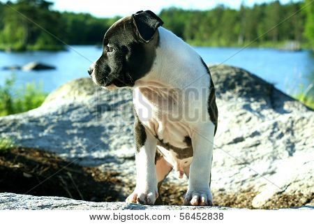 Cucciolo di amstaff