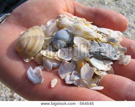 Морские раковины