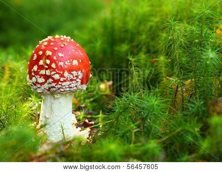 The Fly Agaric or Fly Amanita (Amanita muscaria) is now primarily famed for its hallucinogenic properties.
