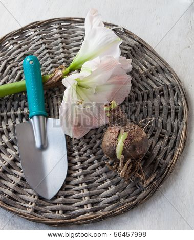Bulbous Plants And Flower Hippeastrum (amarillis)
