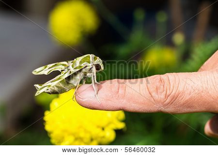Hawk Moth On Finger