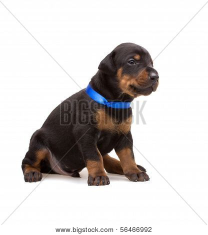 Doberman puppy in blue ribbon, isolated on white