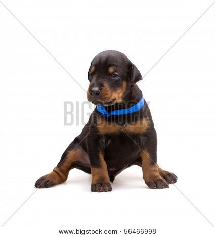 Doberman puppy in blue ribbon, isolated on white