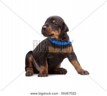 Doberman puppy in blue ribbon, isolated on white