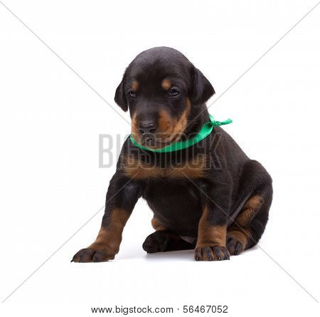 Doberman puppy in ribbon, isolated on white