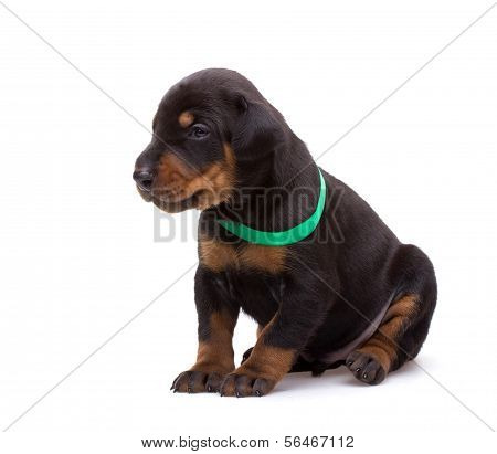 Doberman Puppy In Green Ribbon, Isolated On White