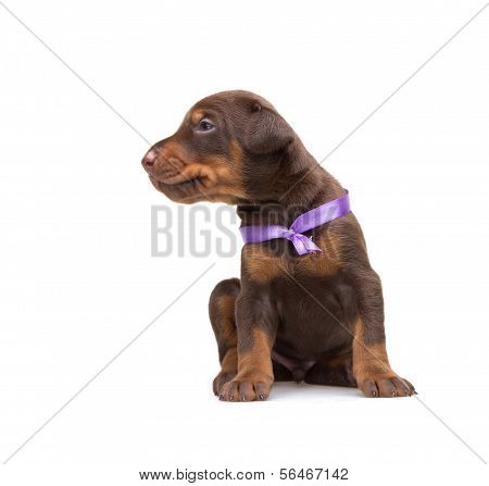 Doberman Puppy In Violet Ribbon, Isolated On White