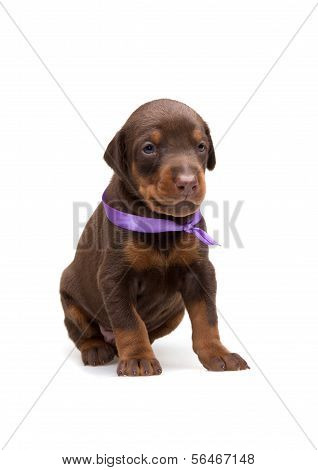 Doberman Puppy In Violet Ribbon, Isolated On White