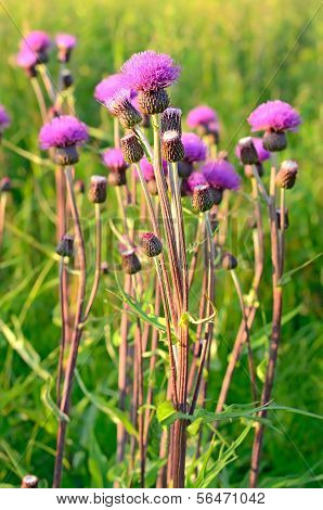 Cirsium Arvense fiori