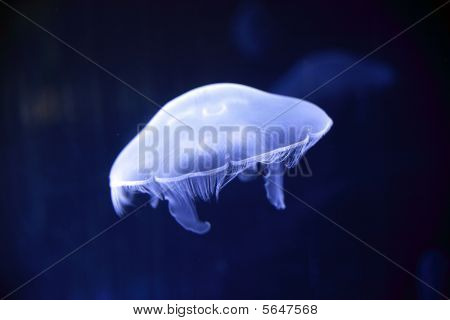 Meduza