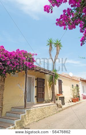 Bouganvillea By The Street