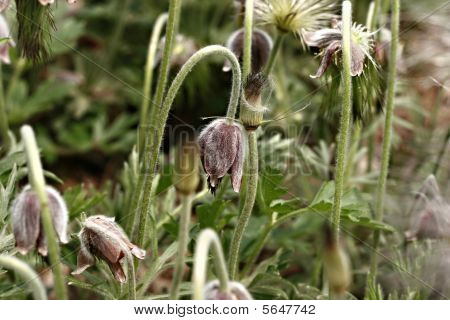 Pulsatilla Koreana Nakai