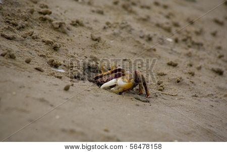 Fiddler Crab Hiding