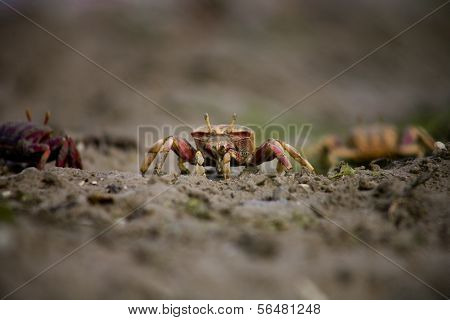 Marsh Fiddler Crab