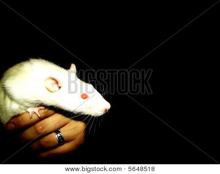 Valkoinen rotta mustalla pohjalla